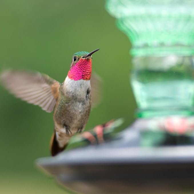 Perky-Pet Glass Bottle Hummingbird Feeder - Outdoor Garden Décor Humming Bird Feeder,8108-1SR - 10 Fl Oz Nectar Capacity - Durable Green Antique Design - Hang from Tree,Porch,Deck,Hook,(Pack of 6)