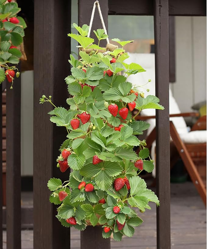 HANG & GROW Burlap Hanging Planter Bags for Outdoor Plants, Vertical Flower Hanging Bag for Easy Outside Garden Decoration, Reusable for Flowers, Strawberry, Vegetables and Herbs, (1 Bag, 6 Holes)