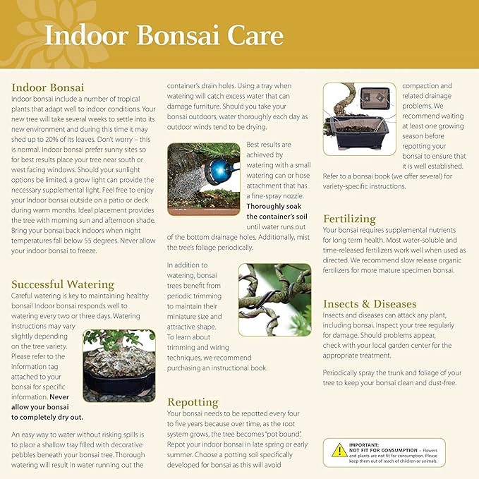 Brussel's Live Fukien Tea Indoor Bonsai Tree Complete Gift Set - 6 Years Old; 6" to 8" Tall with Decorative Container, Humidity Tray, Deco Rock, Bonsai Pro Fertilizer & Book