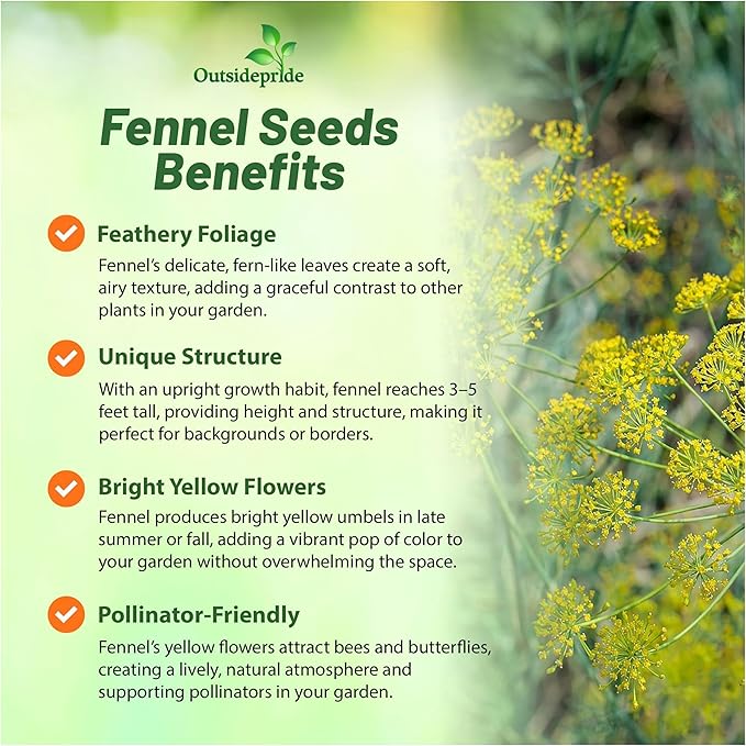 Outsidepride 1/4 lb. Annual Foeniculum Vulgare Fennel Herb Garden Seeds for Planting