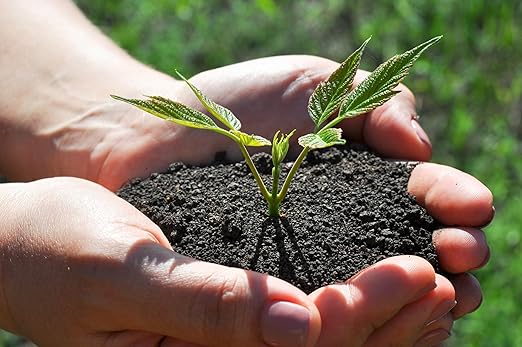 GARDENWISE Organic Worm Castings Earthworm Castings Fertilizer for Nutrient-Rich Soil and Healthy Plant Growth (5 QUARTS)