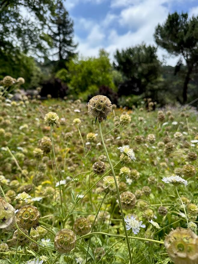 Plant Good Seed White Starflower Scabiosa Flower Seeds for Planting: Dried Bouquets, Brown Geometric Pods - 30 Seed Packet