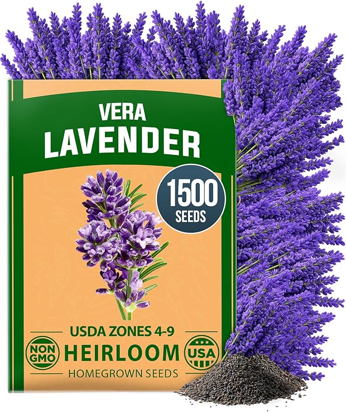HOME GROWN Non-GMO 'Vera' English Lavender Seeds 1,500+ | True Original Heirloom | Superior Fragrance, Extreme Cold Hardy | High Germination Indoor/Outdoor (Lavandula angustifolia)