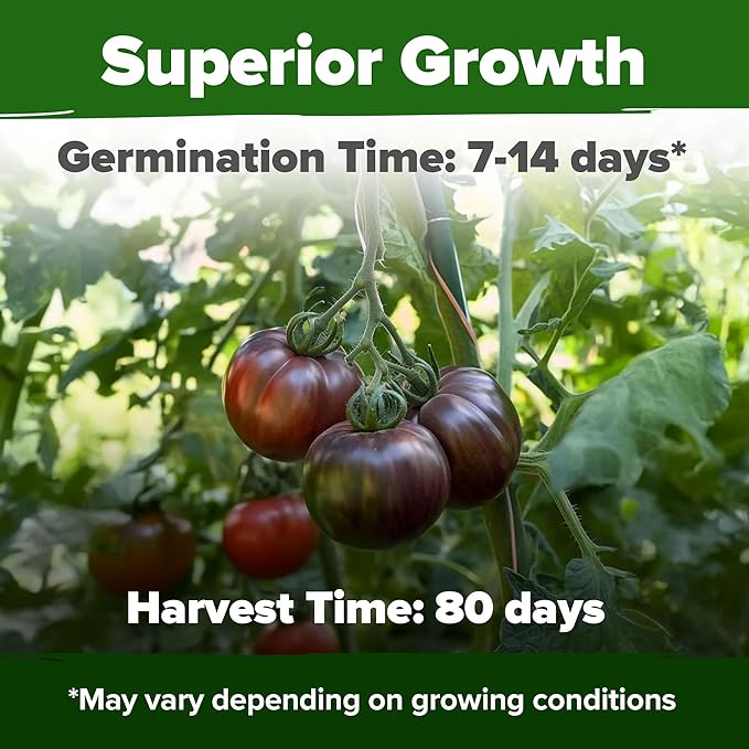 HOME GROWN Cherokee Purple Tomato Seeds 212+ Heirloom Non-GMO Seeds for Planting, High Germination, Indeterminate Beefsteak, Rich Smoky Flavor, Slicing Tomato for Garden (Solanum lycopersicum)