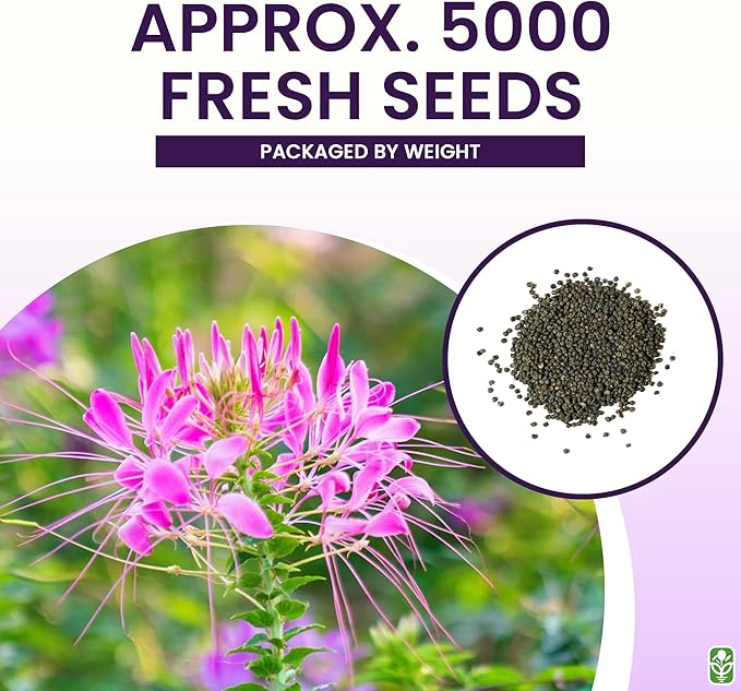 Mixed Cleome - Spider Plants - Nectar Flower for Monarch Butterflies - Large Paclage - 5000 Seeds