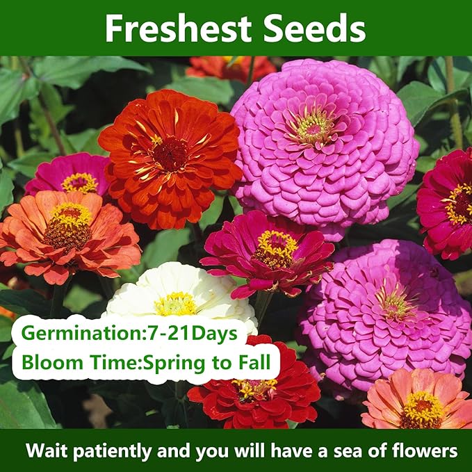 LUOJIBIE Zinnia Seeds for 2026, California Giant Zinnia Seeds Bulk, 10,000+ Double Dahlia Zinnia Mixed Color Seeds, Flower Seeds for Planting Outdoor Garden, Non-GMO Heirloom, Easy to Grow
