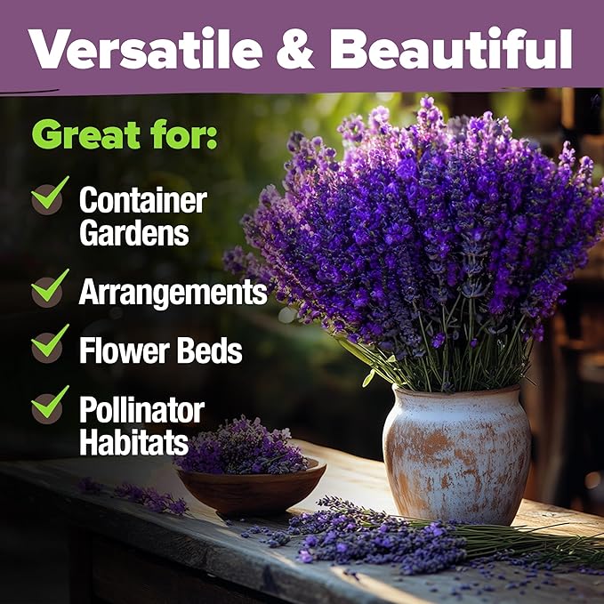 HOME GROWN 𝗨𝗦𝗔 𝗣𝗥𝗘𝗠𝗜𝗨𝗠 90,000+ Wildflower Seeds & Wildflower 134,000 & English Lavender Seeds 1,500
