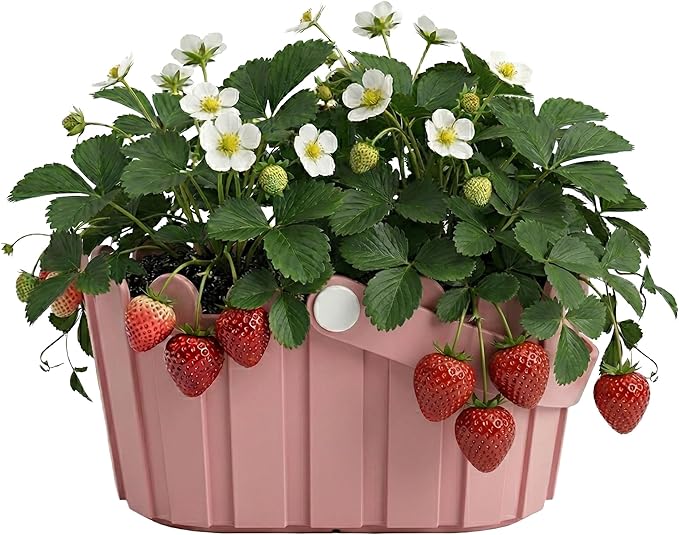 Buzzy Seeds Strawberry Grow Kit Pink Picket Fence Berry Basket with Grandian Seeds, Indoor Planting Starter Kit, DIY Garden Project, Gardening Gift for Women