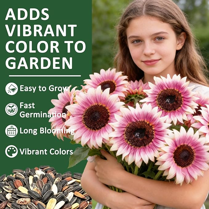 200+ Strawberry Pink Sunflower Seeds – Rare Pink Ornamental Blooms, Open Pollinated, Easy to Grow Flower Seeds for Garden, Outdoor Planting & Landscaping 0.35 Oz