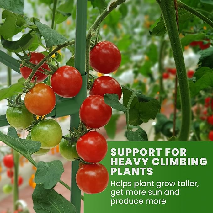 Tomato Cage Square - Large Trellis Stakes and Plant Support Structures for Vegetables and Climbing Plants - Tall Tomato Cages for Garden, Pots, Raised Garden Bed Outdoor Supplies (6 Pack - Up to 41")