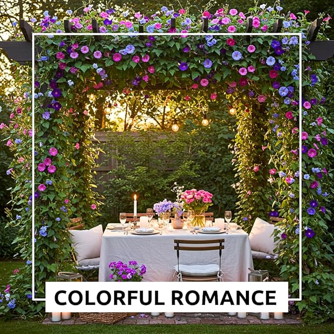 Mixed Color Tall Morning Glory Climbing Vine | 150 Seeds to Plant | Beautiful Flowering Vine. Vibrant Bright Blue, Pink & Purple Blooms | Fast-Growing