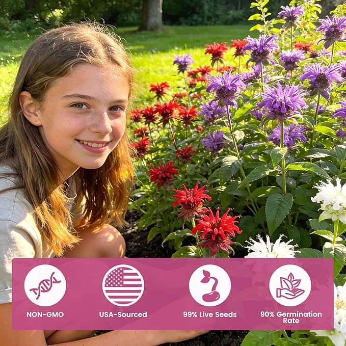 4000+ Bee Balm Seeds for Planting, Color Mix Native Wildflower Seeds, Non-GMO Heirloom & Open Pollinated Perennial Flower Seeds to Plant Outside Flower Herb Garden