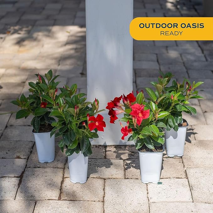 Costa Farms Live Mandevilla Outdoor Plants, 4-Pack of Red Flowering Vines in 1.5 Pint Pots, Tropical Perennial for Patio, Trellis & Balcony Decor, Pollinator Friendly, 12-14 Inches Tall
