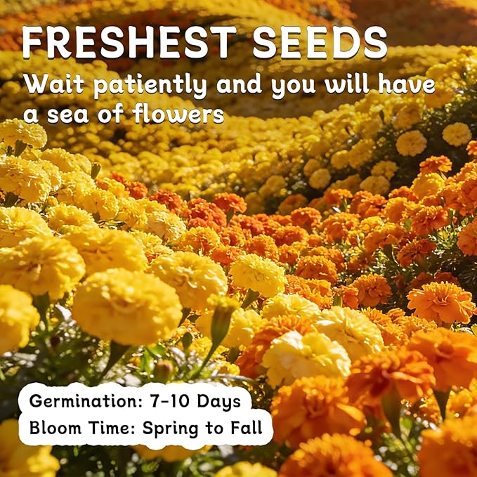 LUOJIBIE French Marigold Seeds for Planting Outdoors, Giant Marigold Flowers Seeds Bulk for 2026, Over 8,500+ Seeds Prolific Blooms, Ideal for Vibrant Pollinator Gardens