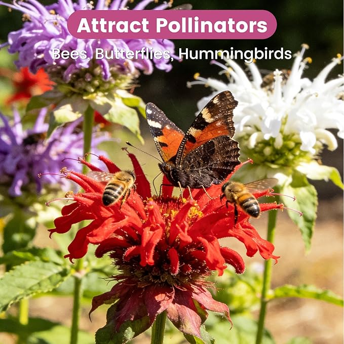 4000+ Bee Balm Seeds for Planting, Color Mix Native Wildflower Seeds, Non-GMO Heirloom & Open Pollinated Perennial Flower Seeds to Plant Outside Flower Herb Garden