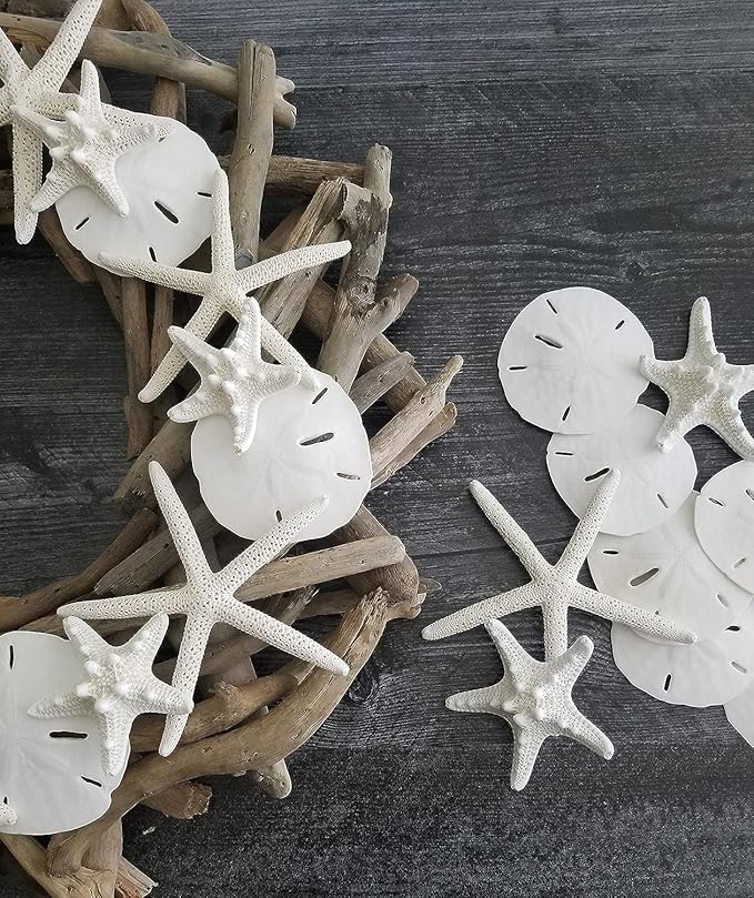 Tumbler Home Sand Dollars and Starfish for Crafts, 6 Real Starfish (4"-6") and 6 Sand Dollars (3"-3.5") in Bulk