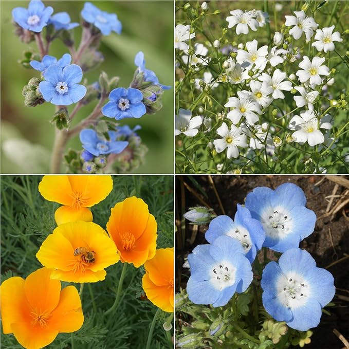 Ferry Morse Wildflower Seeds - All Purpose Sun-Shade, Non-GMO, Sun & Shade Mix - 1 lb - Other