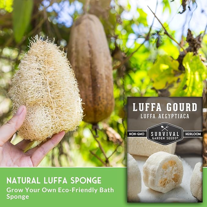 Survival Garden Seeds - Luffa or Loofah Seed for Planting - 5 Packets with Instructions to Plant and Grow Ornamental Gourds in Your Home Vegetable Garden - Non-GMO Heirloom Variety