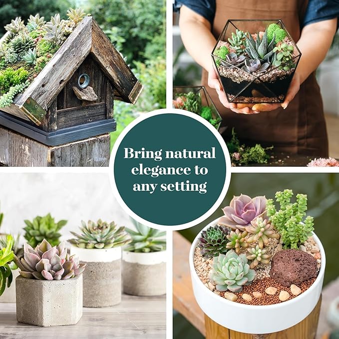 Shop Succulents Wild Rosette Succulent Plant Pack – Live Mini Rosette Succulents, Variety of Colors & Textures, Easy Care Plants – Home Decor, Gifts & Succulent Garden, 2" Pots