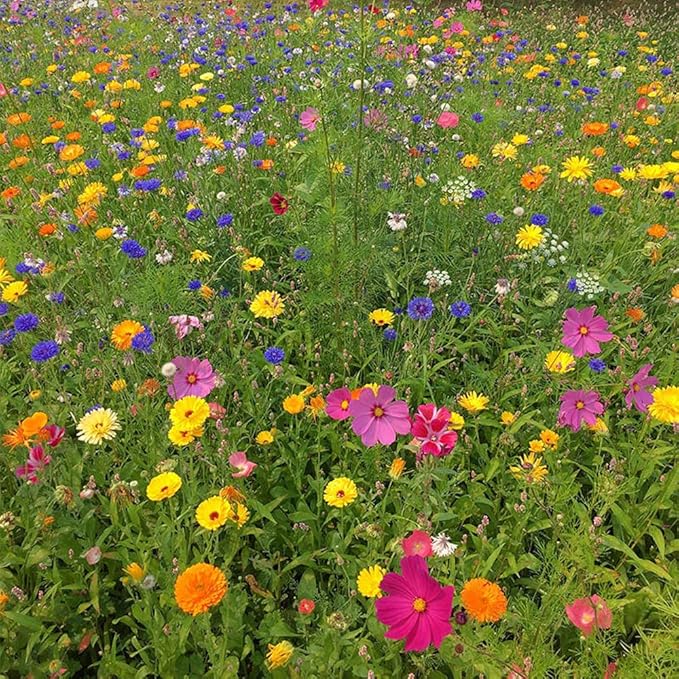 UtopiaSeeds Summer and Spring Wildflower Seed Mix - Quick Blooming - Easy to Grow