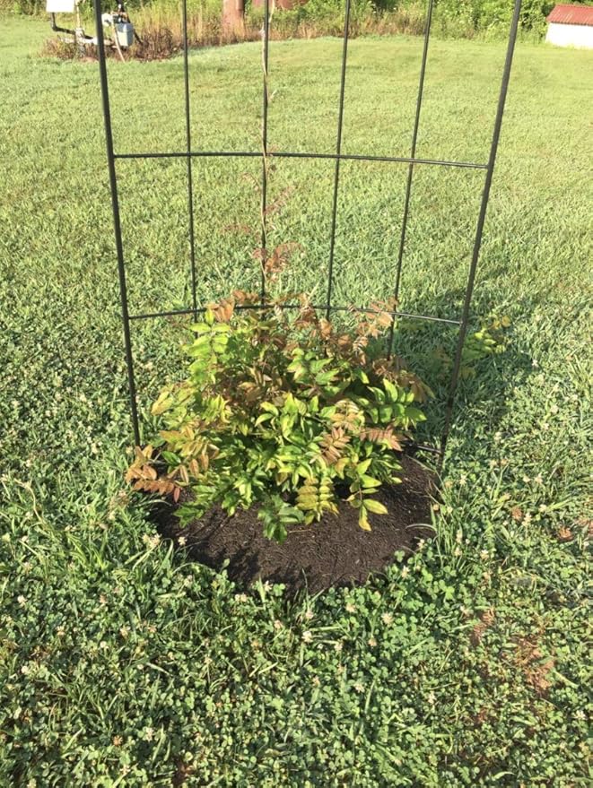 Rocky Mountain 30-Inch Tree Mulch Ring Weed Preventer - Recycled Heavy Duty Rubber - Mower Safe - No Landscape Staples Needed - Natural Look - Equal Water Seepage to Tree - Easy Install