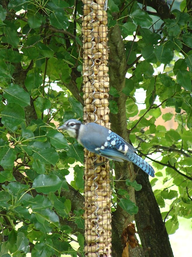 Backyard Birds Unlimited Cedar Whole in-Shell Peanut Outdoor Hanging Wild Bird Feeder Made in the USA-Medium 32" Inch