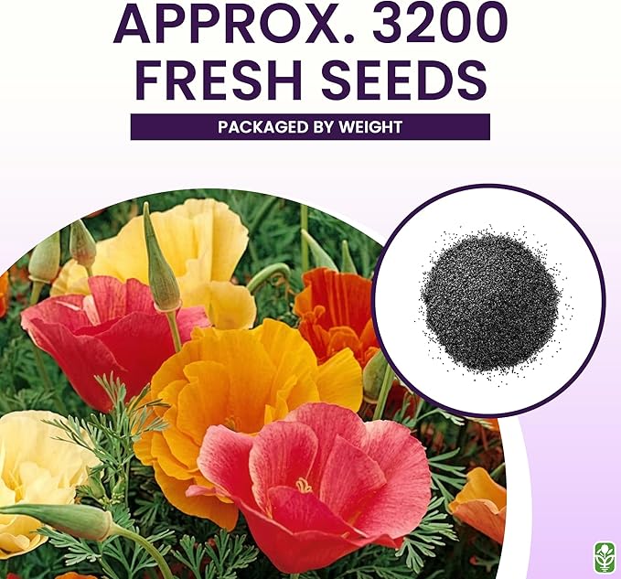 California Poppy Seeds for Planting - 3,200 Fresh Seeds - Mission Bells Mix - California Wildflower Seeds - Pet Friendly - Grown in The USA