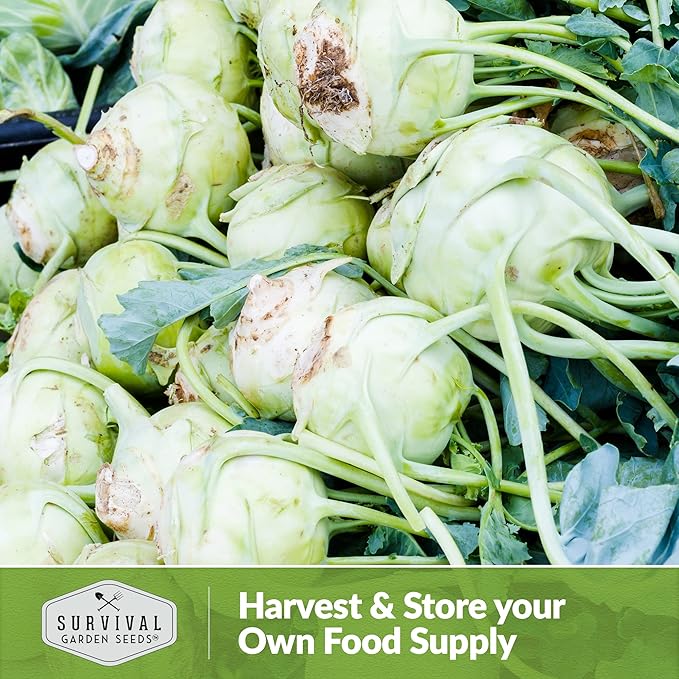 Survival Garden Seeds - White Vienna Kohlrabi Seed for Planting - 5 Packs with Instructions to Plant and Grow Unique Cruciferous Vegetables in Your Home Vegetable Garden - Non-GMO Heirloom Variety