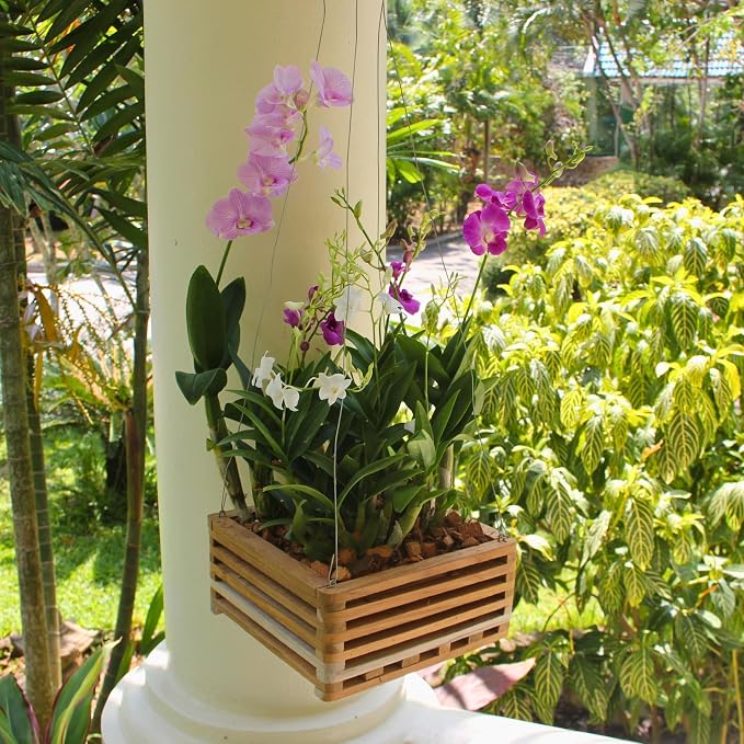 Orchid Basket Making Kit for 3 Strong 10 Inches Wide Wooden Hanging Orchid Baskets for Outdoors with Hangers, for Orchids, Staghorn Ferns, Handmade Rustic Wood Vanda Baskets, Staghorn Fern Mount