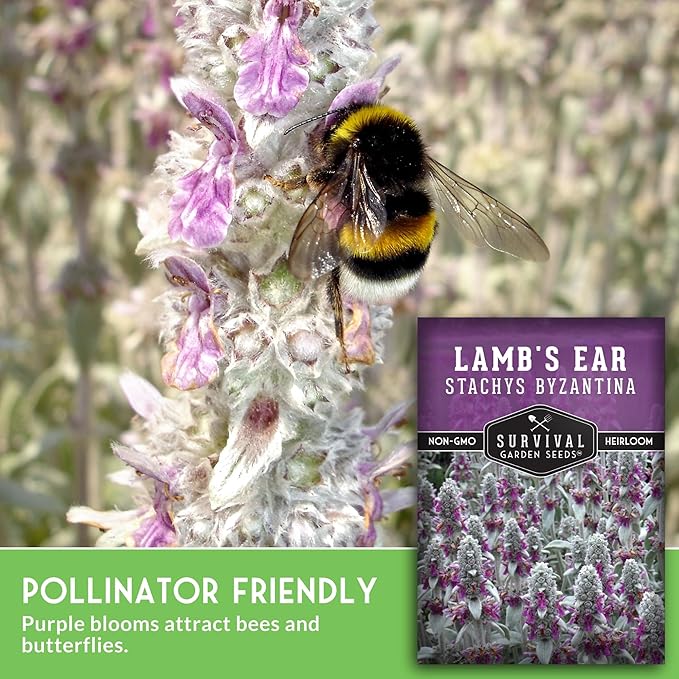 Lamb's Ear Seeds for Planting - 1 Packet with Instructions to Plant & Grow Lambs Ear Plant, Shade & Drought Tolerant Wooly Betony in Your Home Garden - Non-GMO Heirloom Variety - Survival Garden Seeds