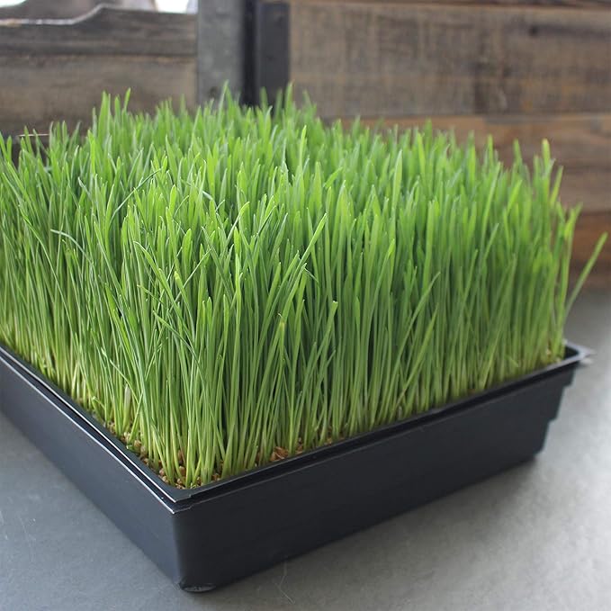 Handy Pantry 10-Pack 1020 Garden Growing Trays with Drain Holes - 10" x 20" | Plastic Plant Trays with Holes for Wheatgrass, Microgreens, Hydroponics, Nursery Flats, and Greenhouse Growing Supplies