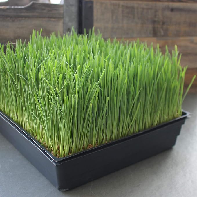 Handy Pantry 5-Pack 1020 Garden Growing Trays Without Drain Holes 10" x 20" | Plastic Plant Trays No Holes for Wheatgrass, Microgreens, Hydroponics, Nursery Flats, and Greenhouse Growing