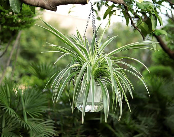 Cornasee 6.5" Plastic Hanging Planter, 3-Pack Self Watering Pots for Indoor Plants,Herbs,Succulent,African Violets (Gray+Green+Clear)