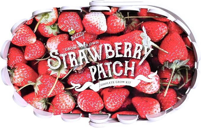 BUZZY Seeds Strawberry Grow Kit Large White Picket Fence Berry Basket with Grandian Strawberry Seeds, Indoor Plant Starter Kit, DIY Home Project Gardening Gift