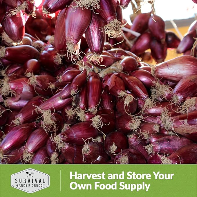 Tropea Rossa Tonda Onion Seeds for Planting – Sweet Italian Red Onion from Calabria with Torpedo Shape & High Yields – Heirloom, Non-GMO, Open-Pollinated – Survival Garden Seeds (2 Packs)