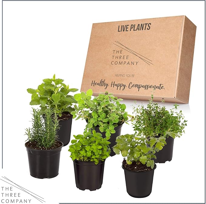 Live Aromatic and Edible Herb Assortment (Rosemary, Eucalyptus, Mint, Lemon Balm, Other Assorted Herbs), 6 Plants Per Pack