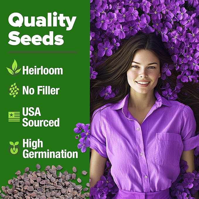 HOME GROWN Aubrieta Rock Cress Purple, Flowering Ground Cover Seed Pack, Non GMO Perennial Cress Seeds for Planting Outdoor Lawn Gardens 300 Aubrieta deltoidea Flower Seeds