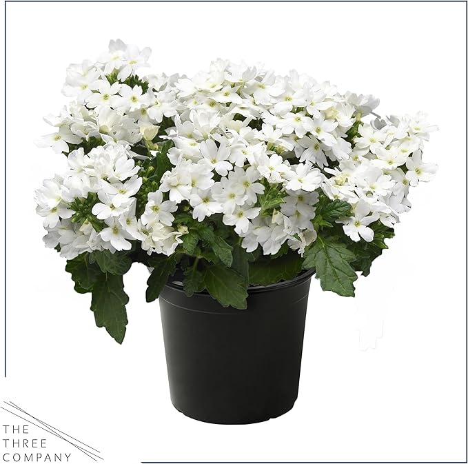 Live Flowering Verbena - White (2 Plants Per Pack) - Healthy Flowering Plant - Beautiful Spring Color - 10" Tall by 5" Wide in 1Qt Pot