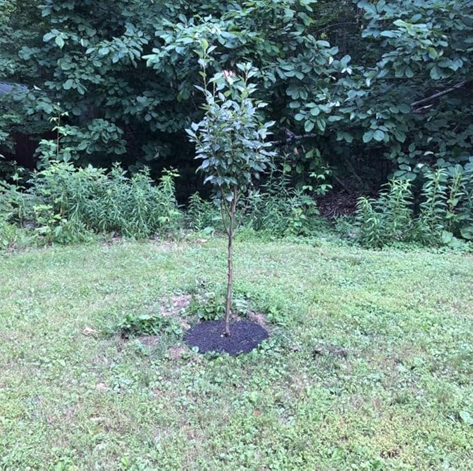 Rocky Mountain 30-Inch Tree Mulch Ring Weed Preventer - Recycled Heavy Duty Rubber - Mower Safe - No Landscape Staples Needed - Natural Look - Equal Water Seepage to Tree - Easy Install