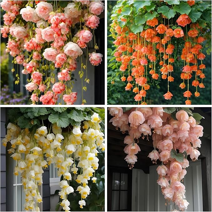 150+ Weeping Begonia Seeds | Cascading Hanging Flowers | Ornamental Garden & Basket Plant Seeds for Garden Outdoor Indoor