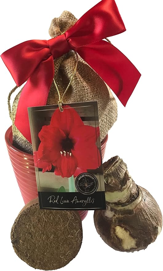 Amaryllis Holiday Gift Growing Kit, Includes an Attractive Red Ceramic Pot, Big Red Lion Bulb, and Professional Growing Medium
