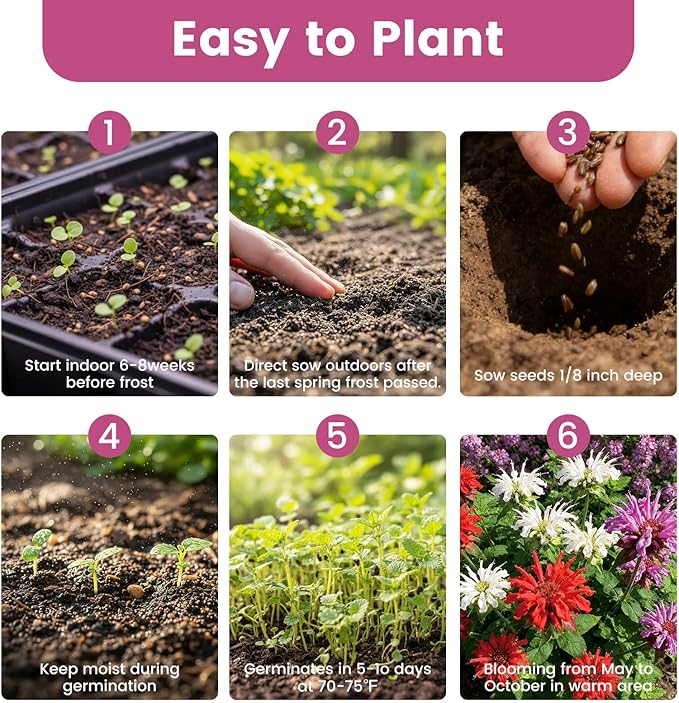 4000+ Bee Balm Seeds for Planting, Color Mix Native Wildflower Seeds, Non-GMO Heirloom & Open Pollinated Perennial Flower Seeds to Plant Outside Flower Herb Garden