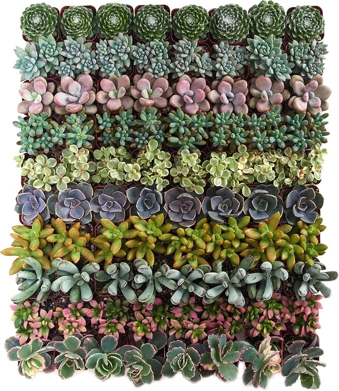 Shop Succulents Assorted Succulent Plant Pack Collection - Live Mini Succulent Plants, Low Maintenance, Mixture of Colors & Textures - Wedding and Party Favors, Gift & Garden