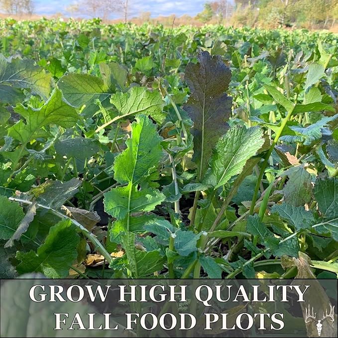 Crooked Bend, Big Bulbs, Bulk Fall Food Plot Seed Mix for Whitetail Deer & Wild Turkey, No Till & No Plow, Throw & Grow Radish, Turnip & Sugar Beet Seeds
