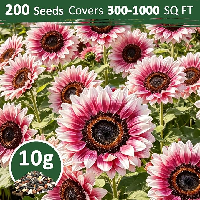 200+ Strawberry Pink Sunflower Seeds – Rare Pink Ornamental Blooms, Open Pollinated, Easy to Grow Flower Seeds for Garden, Outdoor Planting & Landscaping 0.35 Oz