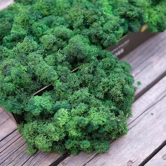 Preserved Reindeer Moss Natural Green DIY Kit Gardenning Art Wall Decor Florist Decor Easter Table Decor Wedding