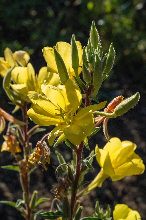 Plant Good Seed Organic Large Flowered Evening Primrose Seeds - Pack of 175, Heirloom Seeds for Planting Herbs, Flowers - Gardening Supplies, Herb Garden - Non-GMO, from USA