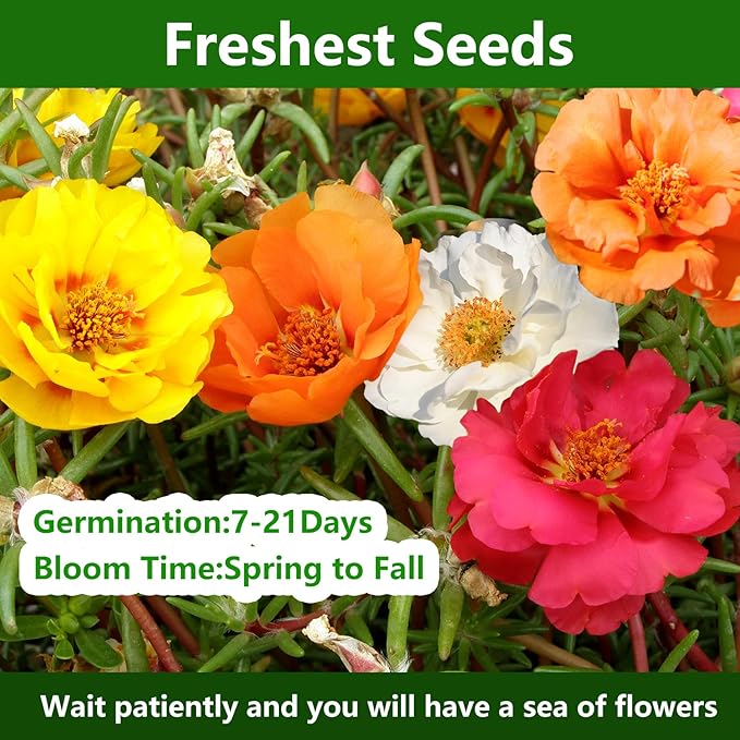 Moss Rose Seeds, 10,000+ Bulk Flower Seeds for Planting Outdoors(99% Pure Live, Non-GMO), Mixed Colors and Large Blooms, Attracts Pollinators, Easy to Grow