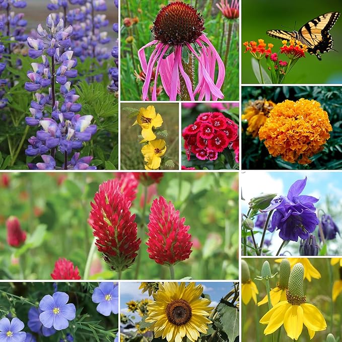 Groundio All Perennial Wildflower Seeds Bulk, 1/4 lb, 100,000+ Seeds, 26 Variety Mix with Milkweek, California Blue Bell, Attracts Pollinators, Plant in Spring or Fall, Zones 3, 4, 5, 6, 7, 8, 9, 10