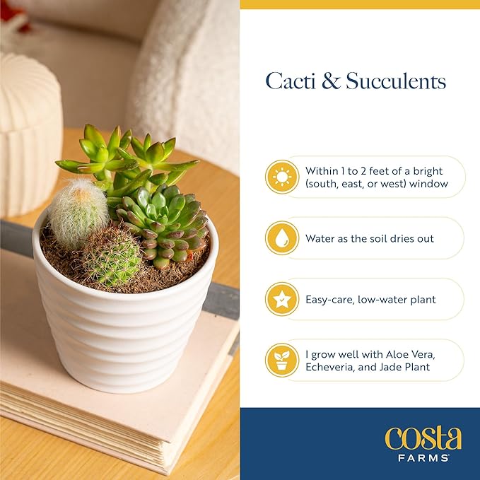 Costa Farms Mini Succulent Live Plants (24-Pack), Tiny Succulents in Decorative Pots, Easy Care Indoor Desk Houseplants, Party Favors, Wedding or Baby Shower, Home or Office Decor Gift